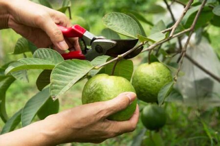 Thin Fruit to Create a Better Harvest Image